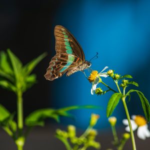 VibrantPixel Photography