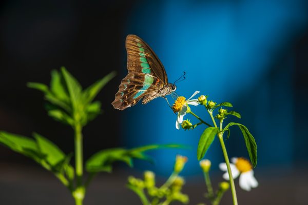 VibrantPixel Photography